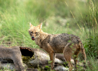 Hungry jackal feeding on carcass in grass field environment.