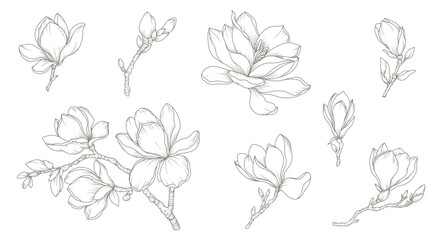 Magnolia flower hand drawn botanical line art set. Sketches of floral elements, branches, and leaves. Vector illustration for tattoo, wedding invitation, wallpaper art, save the date card, logo