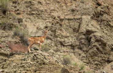 Punjab Urial female standing confidently on rocky cliff in natural mountain habitat.
