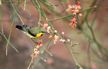 Purple Sunbird perched while feeding on flowering desert plant blossoms.
