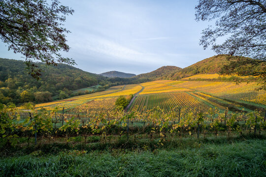 Herbstliche Weinberge im Muschelbruch bei Birkweiler mit Birken und warmem Sonnenaufgang vor dem Pf&auml;lzerwald