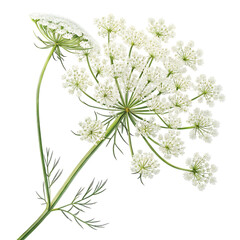 Obraz premium Delicate Queen Anne's Lace flower clusters with green stem and leaves isolated on a transparent background