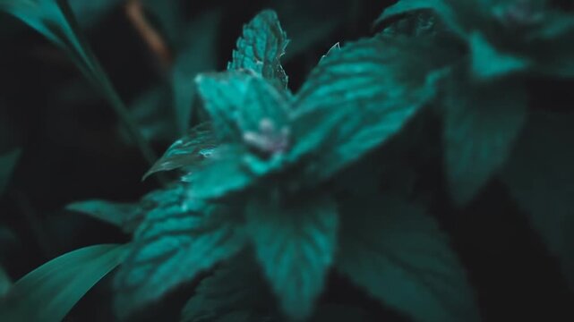 Closeup teal mint leaves