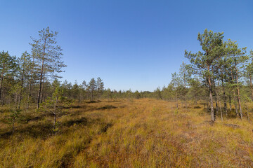 Open Pine Forest Over a Raised Bog – Autumn Landscape with Golden Grass and Blue Sky