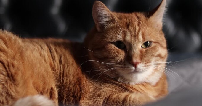 Cat resting on a bad in a cozy indoor environment on black background at home. 