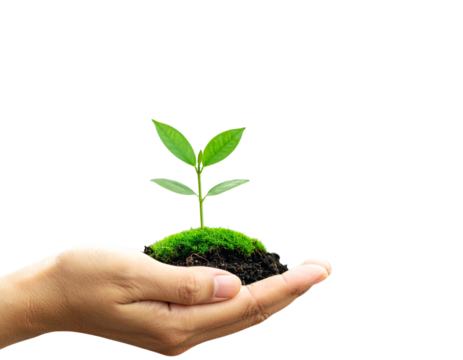 Firefly_palm tree on transparent background. Floral background. png - Firefly_-Eco-Care- Hand holding green grass and cityscape, symbolizing environment preservati - Powered by Adobe