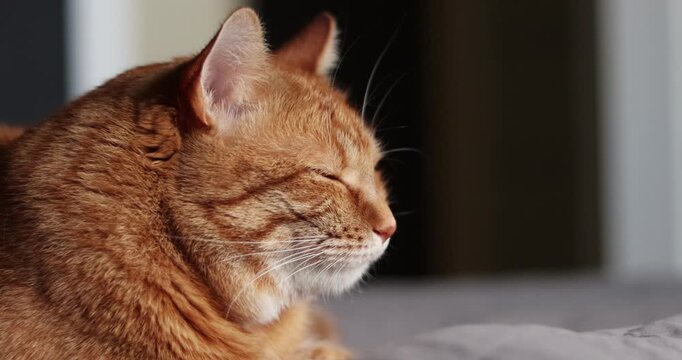 Cat resting on a bad in a cozy indoor environment on black background at home. 