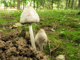 Coprinopsis atramentaria, known as Dueom-meokmul-beoseot, is a poisonous ink cap mushroom with brown-grey cap dissolving into black ink, causing coprine poisoning with alcohol. Photographed in Korea.