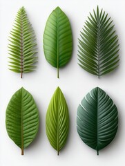 Six Green Tropical Leaves on a White Background
