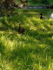 Para kaczek przy stawie