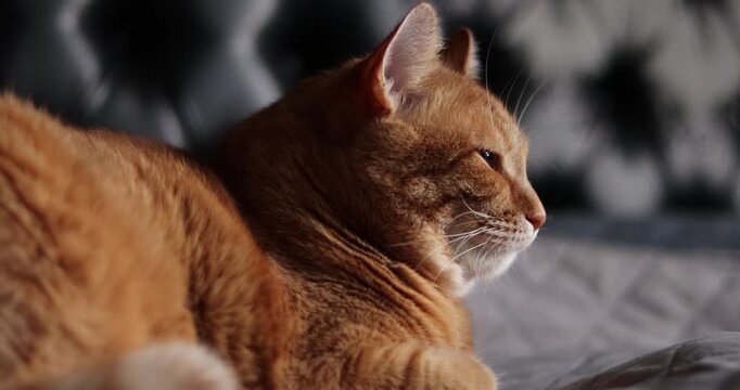 Cat resting on a bad in a cozy indoor environment on black background at home. 