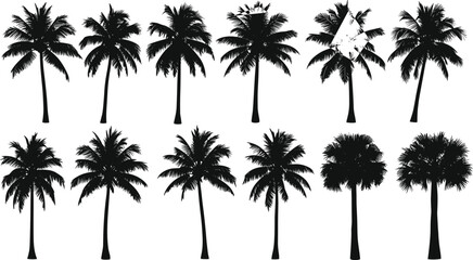 Palm tree silhouette collection, tropical tree illustration set, black nature graphic, foliage variation, exotic tree design, white background