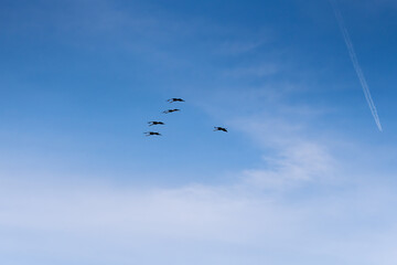 birds flying in the sky