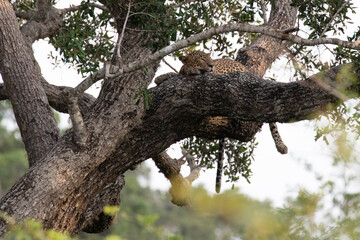 A male leopard asleep on a large branch of a tree.