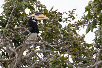 A graceful malabar pied hornbill stands guard close to it's nest and waits for it's partner to return.