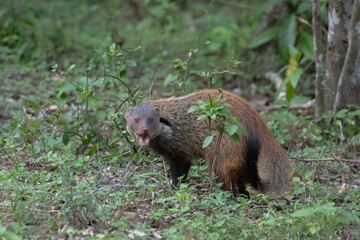 Aa ruddy mongoose snarls aggressively to protect it's territory.