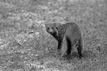 A ruddy mongoose animal portrait in black and white.
