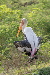 A painted stork spreads it's wings to dry them in the sun.