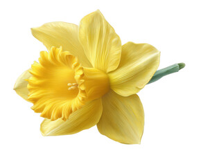 yellow flower isolated on white background