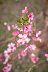 Pink peach blossoms on tree close up