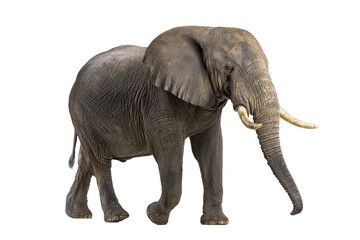 Fototapeta premium African Elephant walking, isolated on white transparent background
