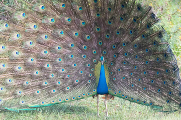 Obraz premium A peacock shows its spectacular plumage in the jungles of Yala.