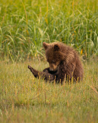 Sit down baby bear