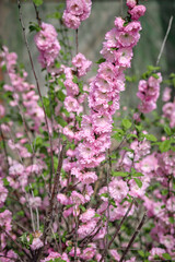 Sakura flower cherry blossom on a tree