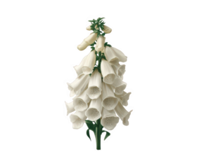 bouquet of snowdrops on white background 