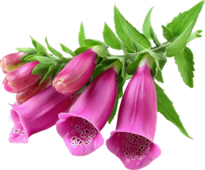 Closeup of a cluster of vibrant pink foxglove flowers with green leaves, isolated on a transparent background, showcasing the delicate bellshaped blooms and intricate patterns within