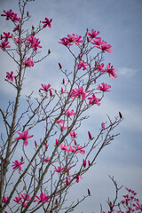 Close-up of pink magnolia (Magnolia liliiflora) flowers and buds in spring garden, shot in natural daylight with blue sky background. Perfect for floral and seasonal themes.
