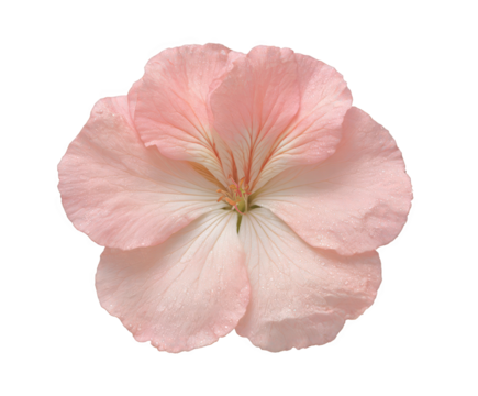 A delicate pink geranium flower with water droplets, isolated on a transparent background, showcasing its intricate petal structure and vibrant color, perfect for floral designs and nature themes