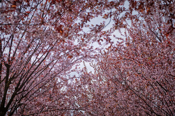 Farm cherry blossom pink flowers
