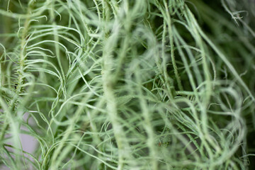 Close up of Usnea lichen Mini Tuft