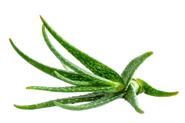 Fresh green Aloe Vera plant with spotted leaves and spikes isolated on white transparent background.