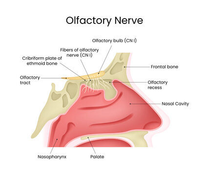 Anatomy of Olfactory Nerve in the Human Nose