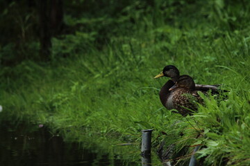 Wild duck or mallard couple standing in the grass on a river bank. Mallard duck (anas platyrhynchos) 