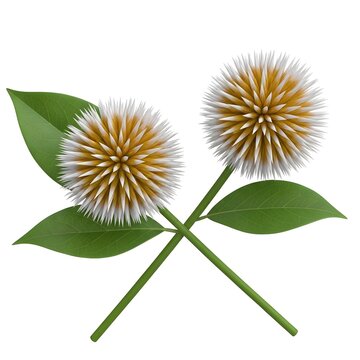 Two spiky Kadamba flowers with green leaves and crossed stems, vibrant botanical illustration, nature photography stock.