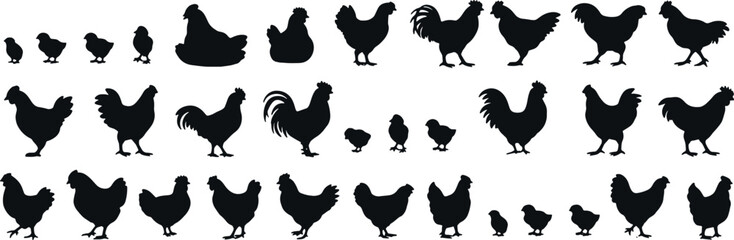 Fototapeta premium Chicken Silhouette Set — Farm Poultry Bird Vector Illustration, Editable EPS