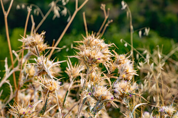 close up of grass
dry thorny grass patterns from nature