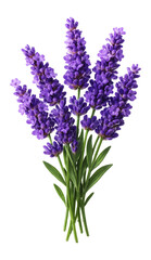 Fototapeta premium Bunch of lavender flowers isolated.