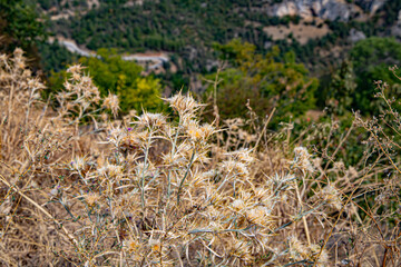field of grass