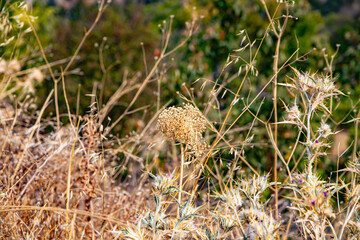 wild animal print
dry thorny grass patterns from nature