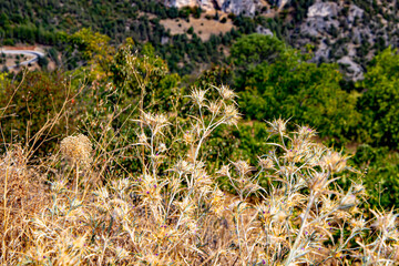 moss on the ground
dry thorny grass patterns from nature