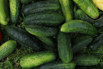 Abundant fresh cucumber harvest showing various sizes and natural green coloring. Garden-grown...