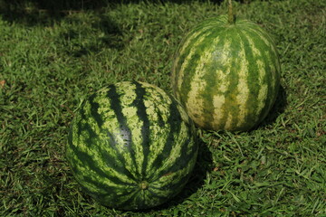 Two ripe watermelons with distinctive green striped pattern sitting on natural grass background. Fresh summer fruit harvest display.