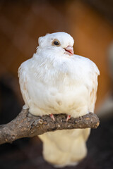 Close-up of a white dove perched on a branch, symbol of peace and purity, detailed bird portrait with soft background.