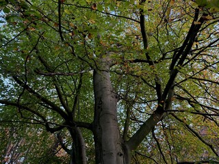 Trees with colorful leaves growing in autumn park