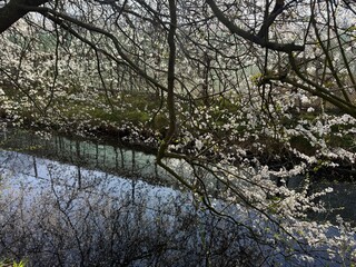 Beautiful blooming tree near canal on spring day