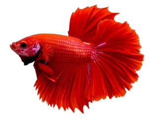 A vibrant red betta fish showcasing its flowing fins and intricate scales in a striking display of color and grace.